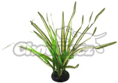 Rostlina REPTI PLANET travina Spartina 30 cm 1ks