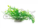 Akvarijní rostlina Ludwigia zelená 14-17cm