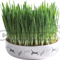 Keramická miska na trávu pro kočky 15x4cm, 50g travní semeno